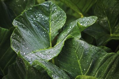 Close-up of raindrops on leaves