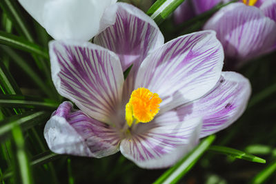 Close-up of purple crocus flower