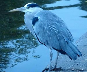 Close-up of gray heron perching on lake