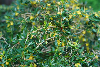 Close-up of plant growing on field