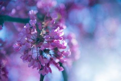 Close-up of pink cherry blossoms
