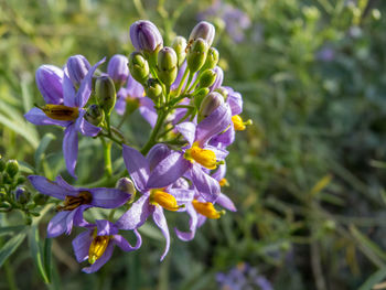 Close-up of purple flowering plant