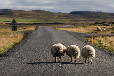 Sheep walking on road by mountains against cloudy sky