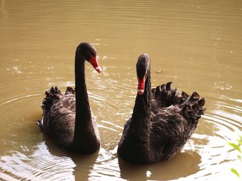 Two swans swimming in lake