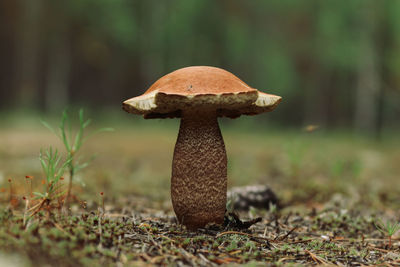 Close-up of mushroom on field