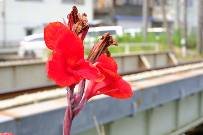 Close-up of red flower