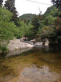 Stream amidst trees against sky