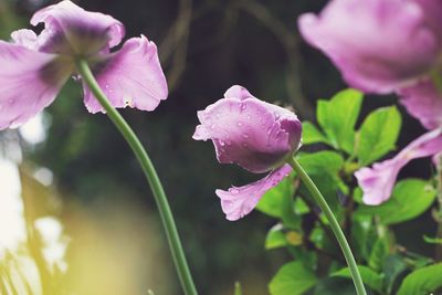 Close-up of pink flowers