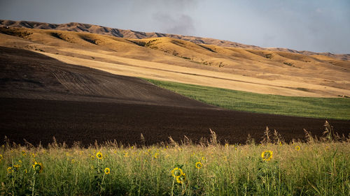 Scenic view of field against sky