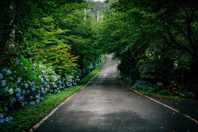 Dirt road amidst trees