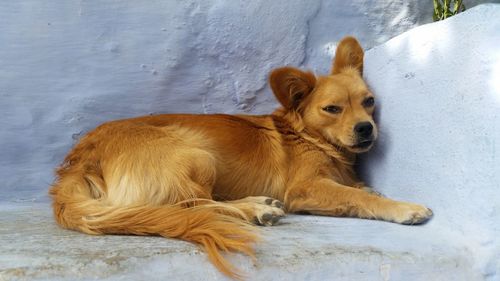 Portrait of a dog resting