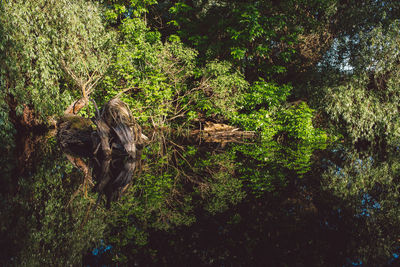 View of trees in forest