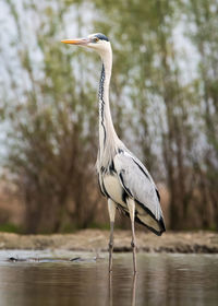 Gray heron in lake