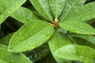 Full frame shot of raindrops on plant