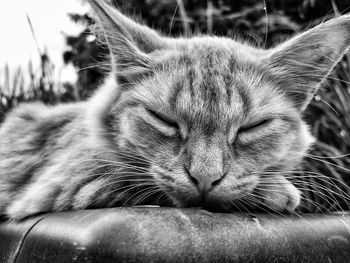 Close-up of cat