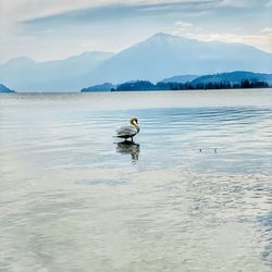 Seagull swimming in lake