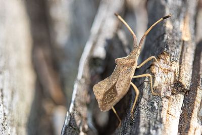 Close-up of lizard on tree trunk