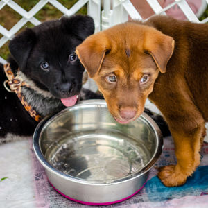 Close-up portrait of puppy