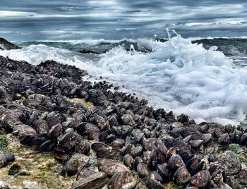 Aerial view of rocks on beach