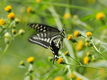 Butterfly on flower