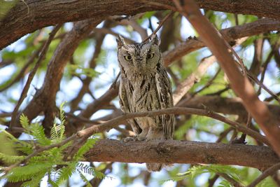 Low angle view of a tree