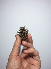 Close-up of hand holding plant over white background