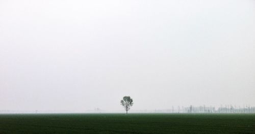 Single tree in field against sky