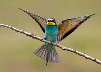 Bird flying over a branch