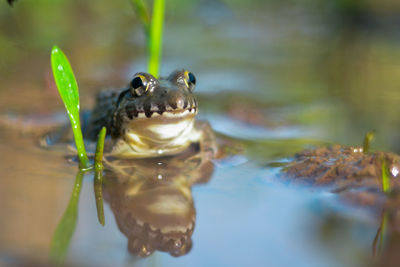 The frog stay in the rice field