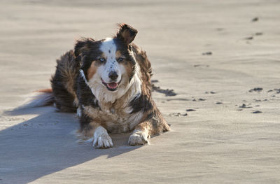 A border collie dog lies on a sandy beach, as sand is blown across the image by strong wind.