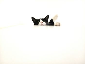 Cat sleeping on white background