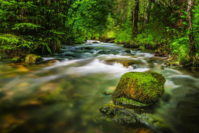 Scenic view of river flowing through rocks in forest