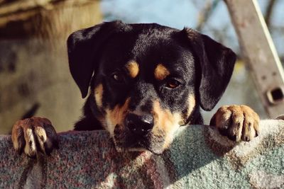 Close-up portrait of dog