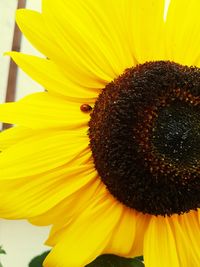 Close-up of sunflower