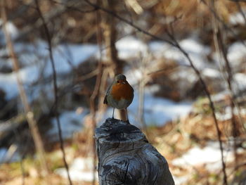 Close-up of bird perching on a tree