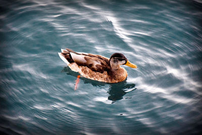 Duck swimming in a lake