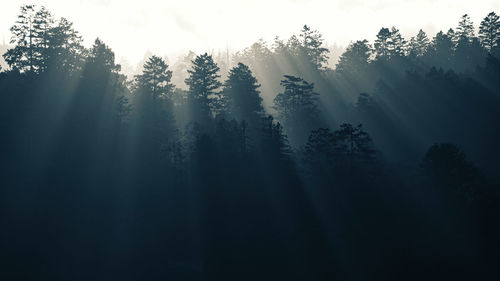 Silhouette trees in forest against sky