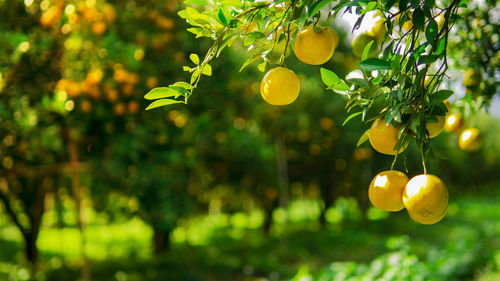 Close-up of fruits growing on tree