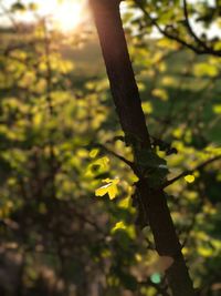 Close-up of plant growing on tree