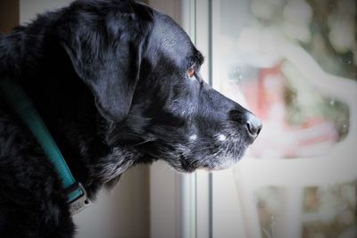 Close-up of dog looking through window at home