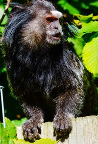 Close-up of a monkey