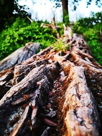 Close-up of tree trunk