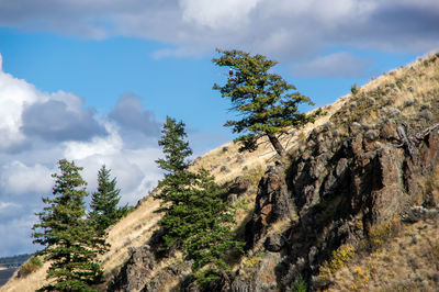 Low angle view of trees and rocks against sky