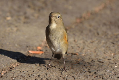 Close-up of bird perching on field