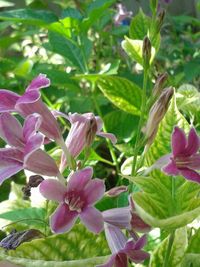 Close-up of pink flowers