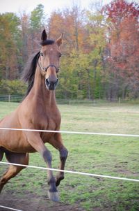 Portrait of horse standing on field