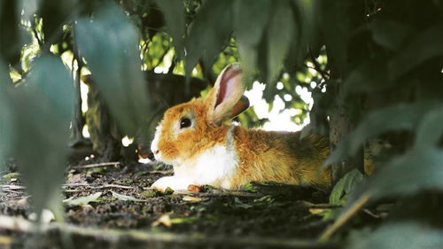 Close-up of an animal on field