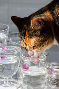 Domestic cat drinks water from a wineglass in which small purple flowers float. close up.