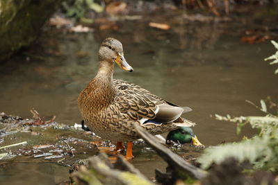 Close-up of duck in lake