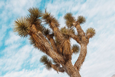 Low angle view of palm tree against sky